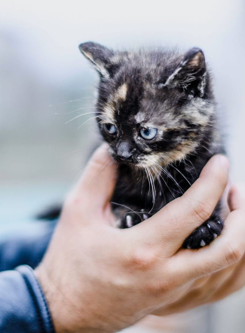 Katze in den Händen