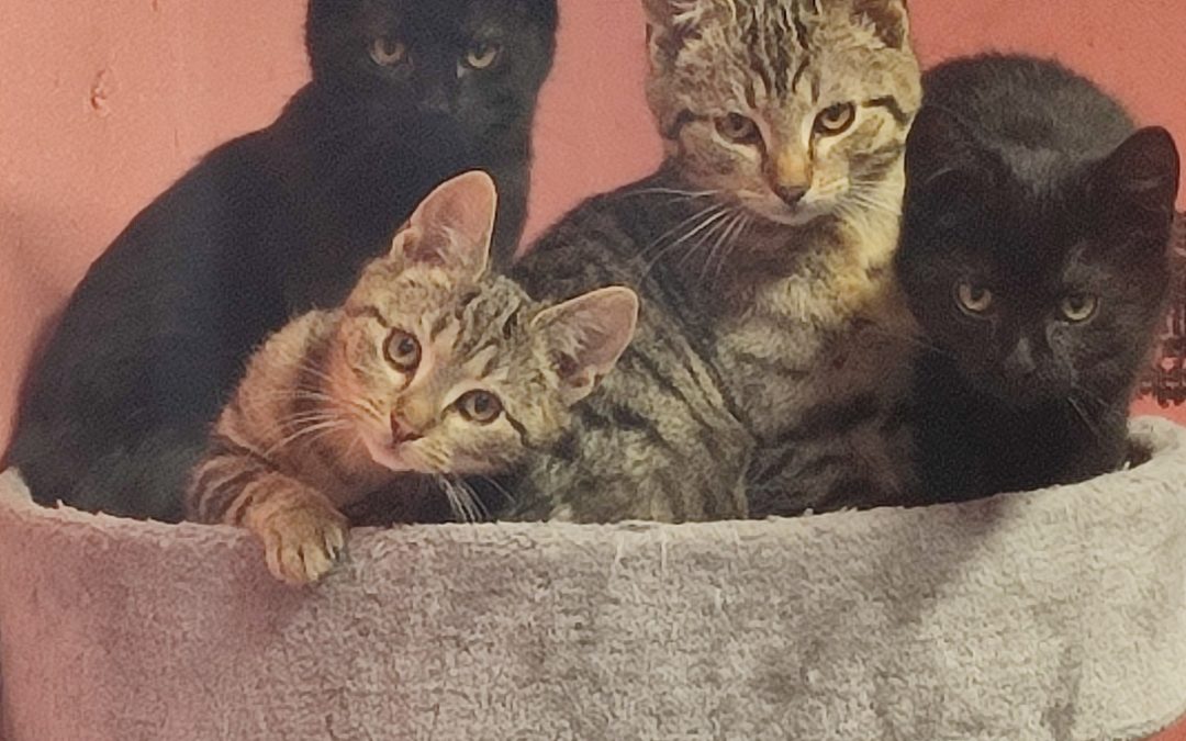 Sancho, Schecki, Sir Henry, Smiley, Sparky und Schnursula