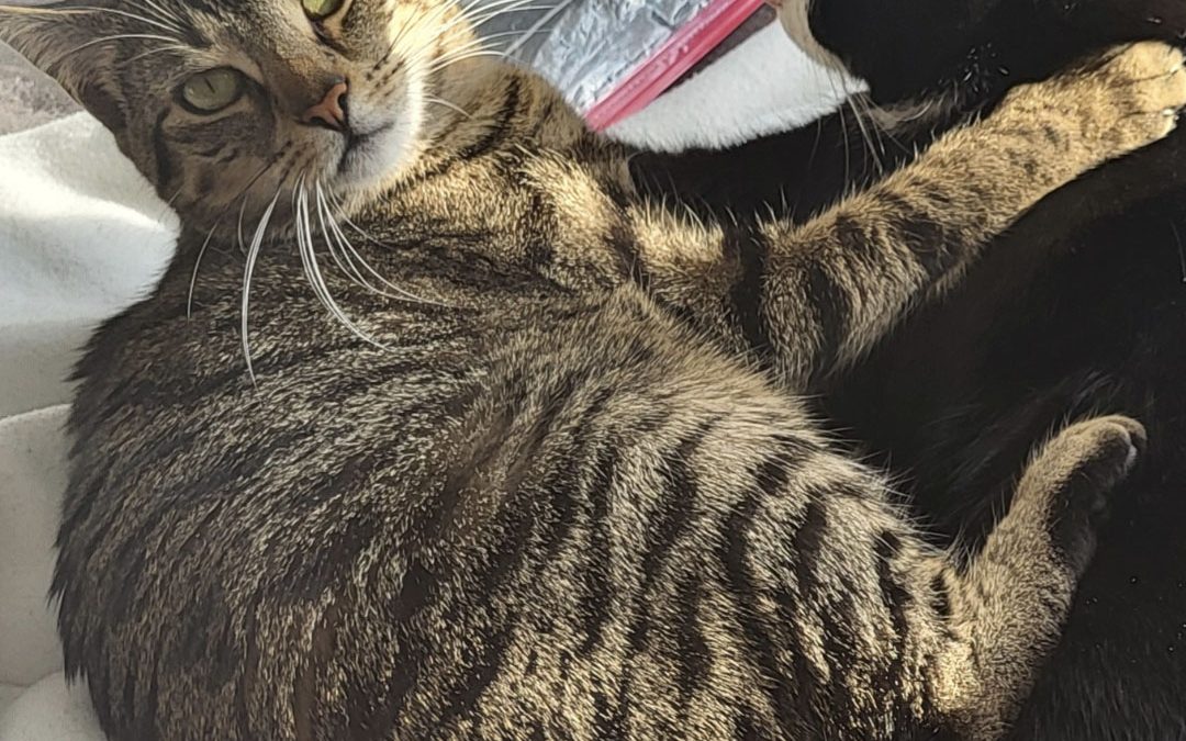 Kitty und Karlchen