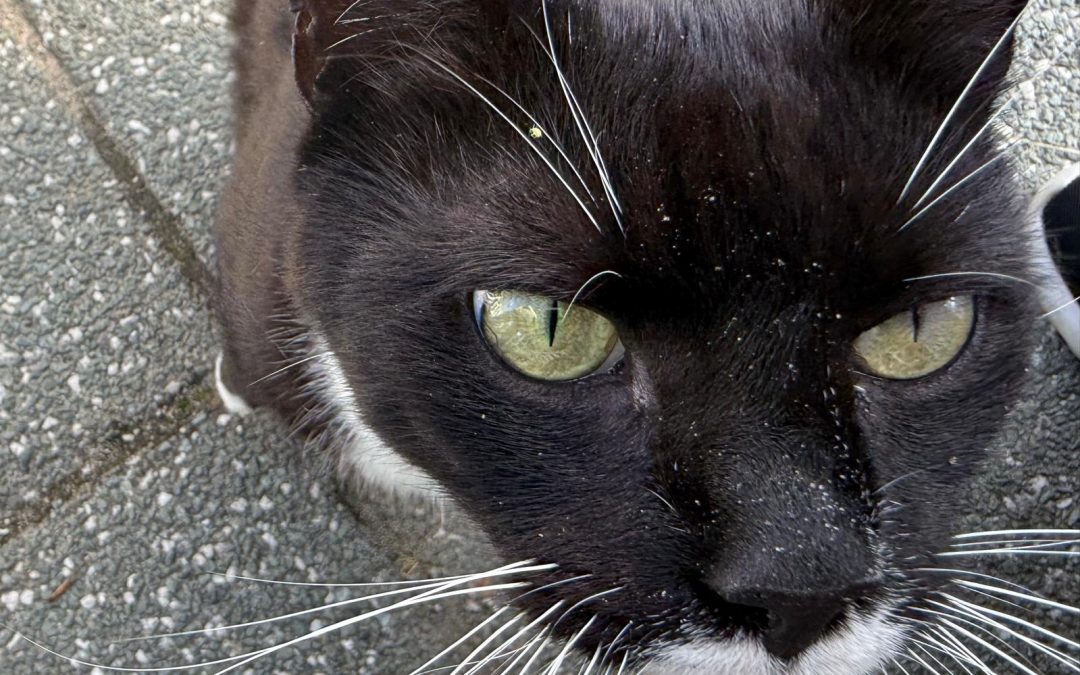 Erich