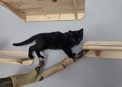 Mogli