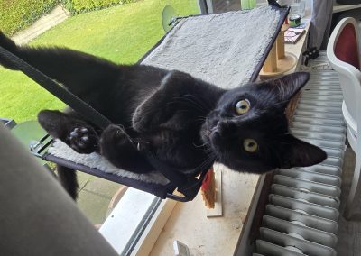 Mogli